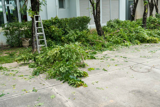 How Our Tree Care Process Works  in  Aledo, TX