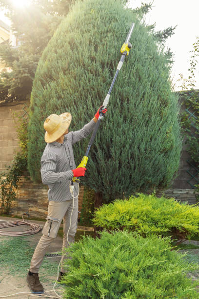 Lawn Pest Prevention in Aledo, TX