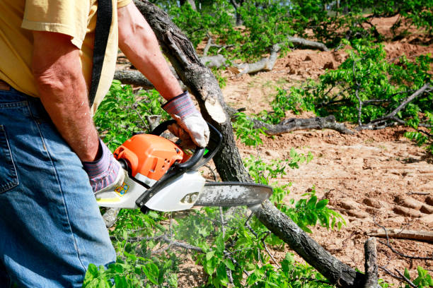 Tree and Shrub Care in Aledo, TX